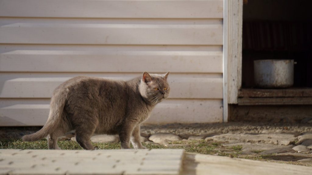 A gray cat strolls beside a white wooden building on a sunny day.
