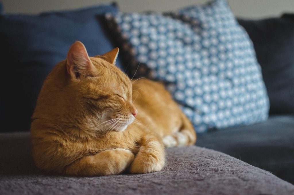 cat, red cat, cat's eyes, lying cat, dream, domestic cat, animal, a well-groomed cat, calm cat, relaxation, pet, sleeping cat, rest, dachowiec