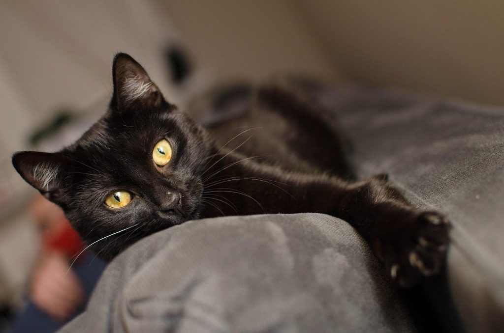 cat, black cat, pet, golden eyes, calm cat, lying cat, a well-groomed cat, domestic cat, animal, dachowiec