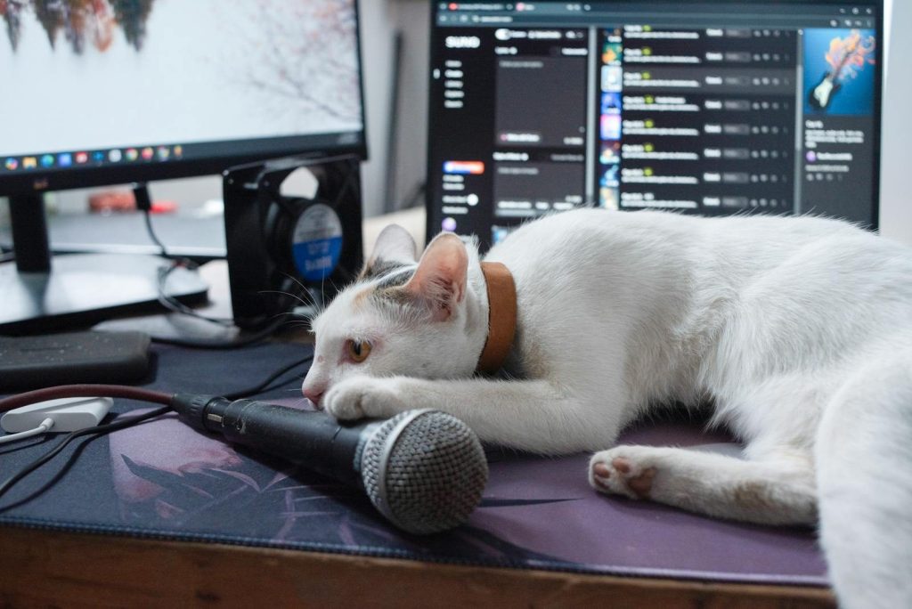 A white cat lounging on a workspace with a microphone in Nha Trang, Vietnam, capturing a lazy day at home.