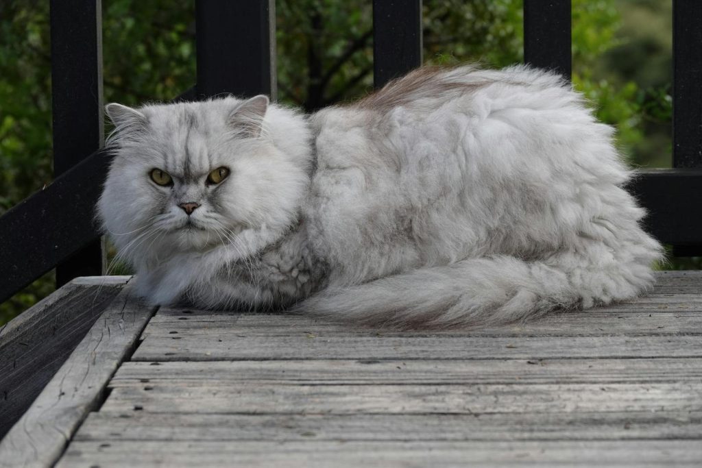 A fluffy Persian cat with grey fur lies on wooden decking outdoors.