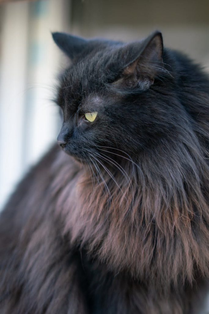 Close-up profile of a majestic long-haired black cat with striking yellow eyes.