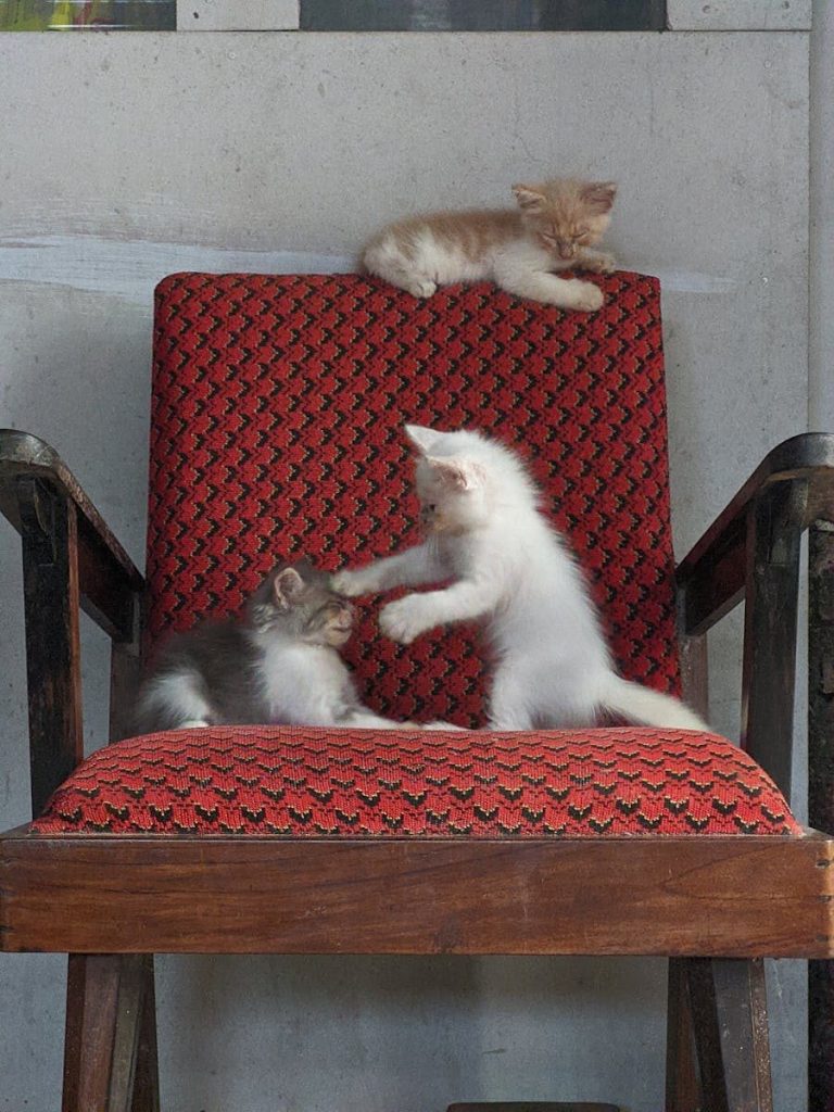 Three playful kittens having fun on a red vintage chair indoors.