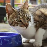 A close-up of a tabby cat sitting next to a blue fishbone-patterned food bowl outside.