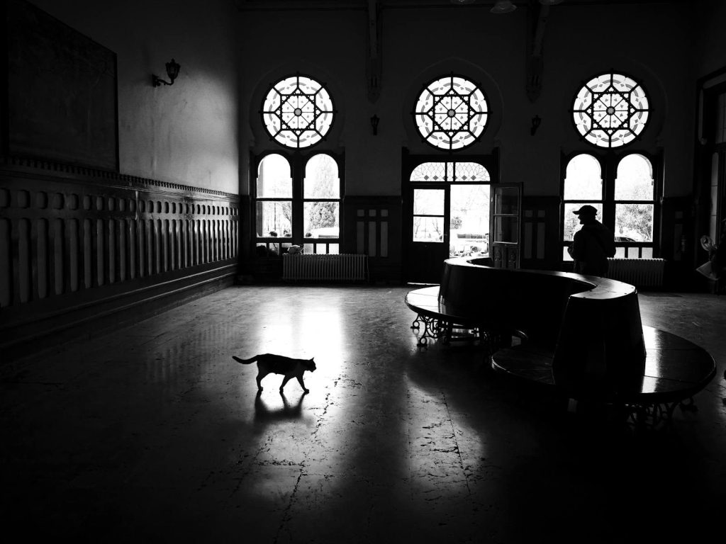 A captivating black and white silhouette of a cat and a person inside a historic İstanbul building.
