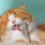 cat, nature, pet, licking, animal, tabby cat, domestic cat, feline, mammal, cute, adorable, portrait