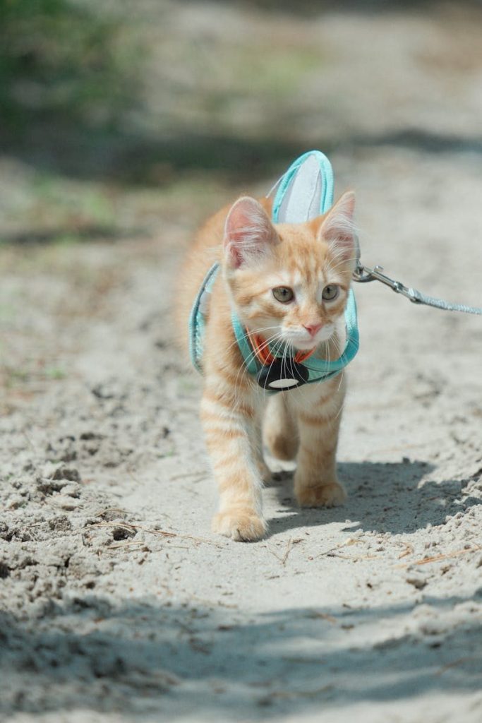 Cute ginger kitten strolling on a path with a harness in Pylypovychi, Ukraine.