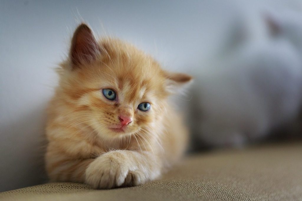 cat, sad, cute, small, sweet, pet, kitten, young, furry, feline, brown cat, animal, brown pets