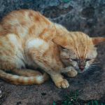 A stray ginger cat with closed eyes resting on pavement against a stone wall.