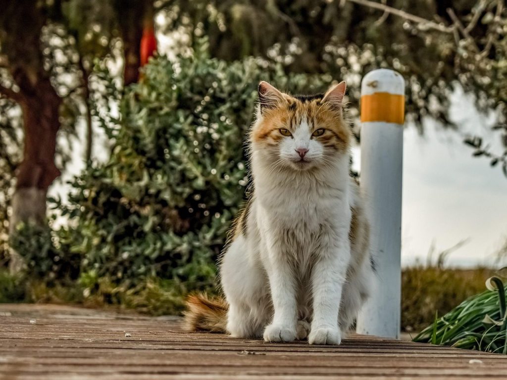 animal, cat, stray, nature, cute, mammal, outdoors, looking, pet, sitting