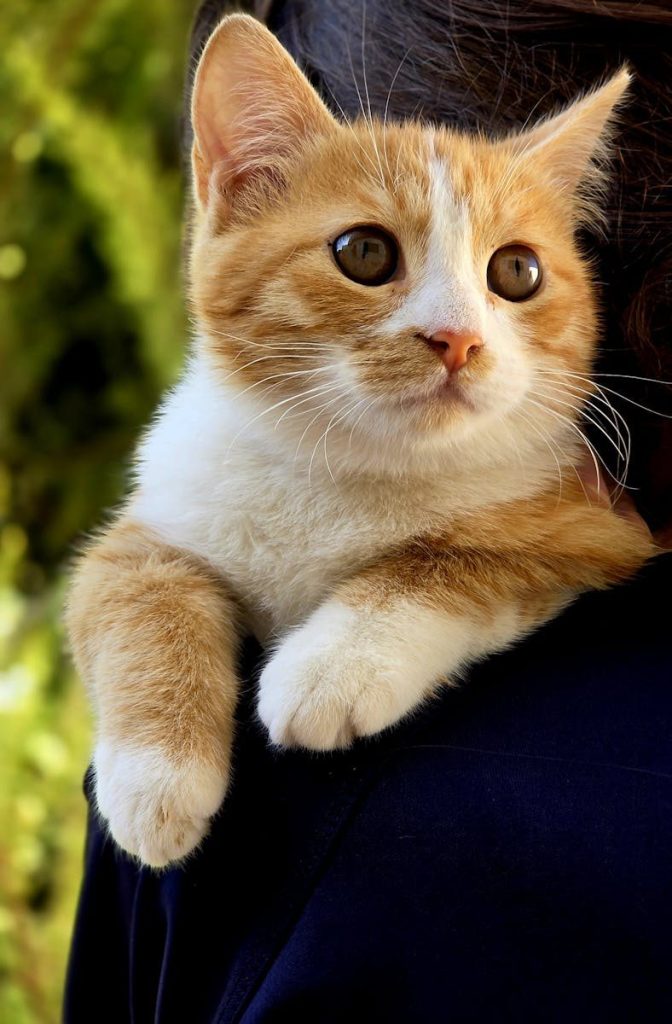 Cute orange and white kitten snuggling on a person's shoulder outdoors.