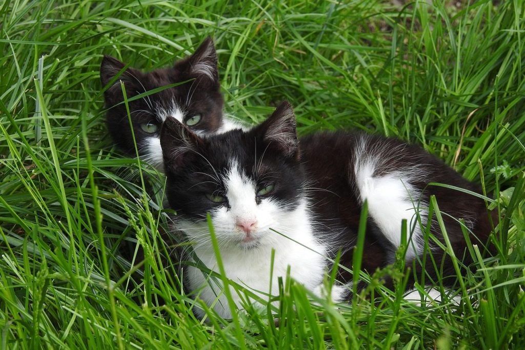 lawn, cute, pet, animals, nature, cat, national, mammals, young, outside, pets, black and white, animal, dachowiec, feline brothers and sisters, kitten, cat in the grass