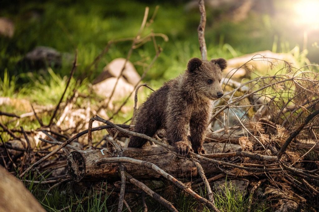 animal, bear, mammal, species, fauna, wildlife, nature, baby, brown bear, wild, forest, woods, fur, bear, bear, bear, bear, bear