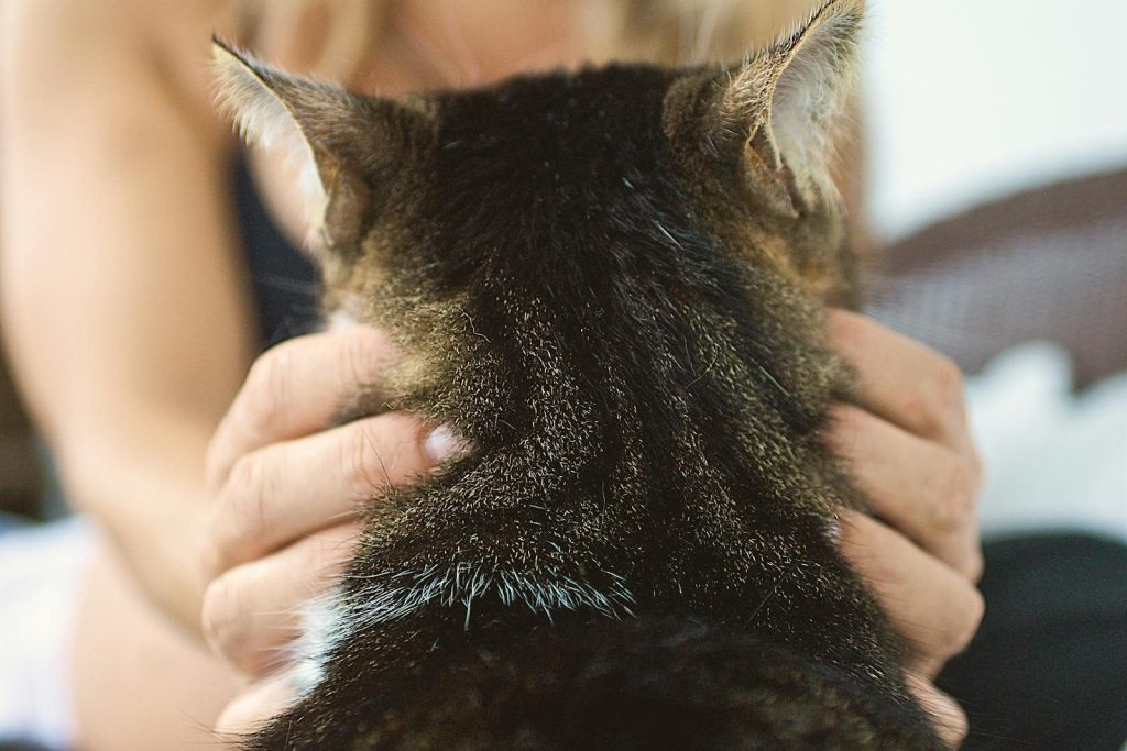 A cozy moment showing a person gently petting a domestic cat, emphasizing companionship and comfort.