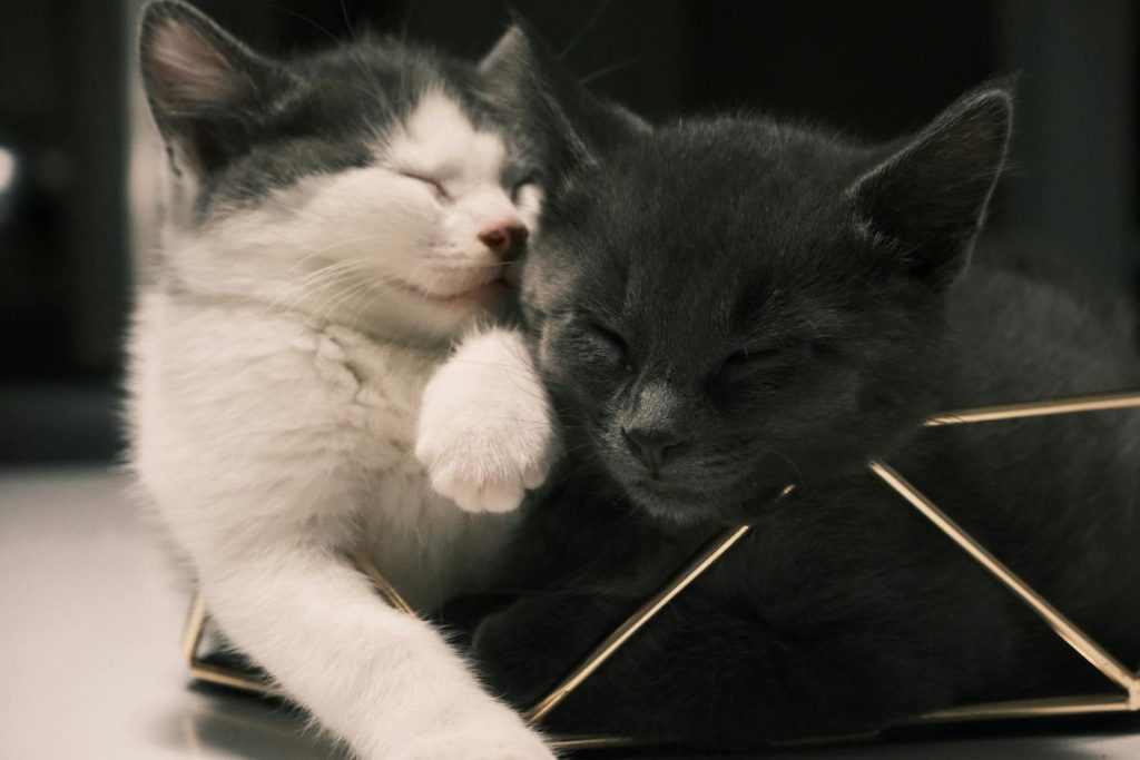 Two adorable kittens, one white and one gray, snuggled up sleeping in a basket.