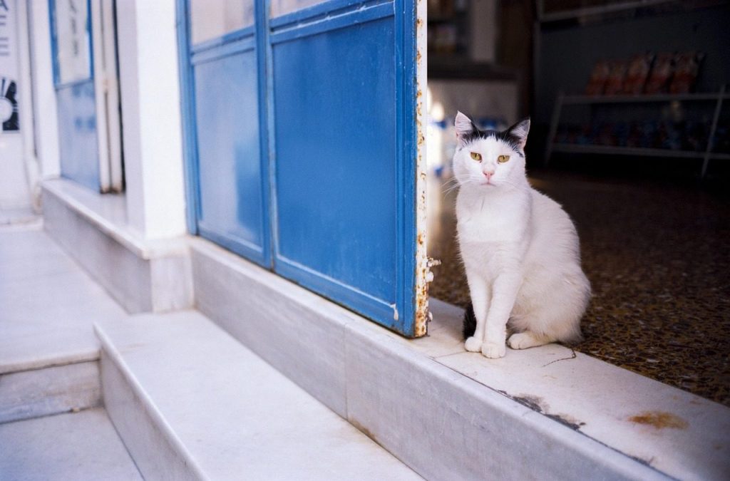 cat, pet, animal, street, greece, ios, cyclades, mediterranean, island, tourism, nature, greek, landscape, vacation, village, scenic