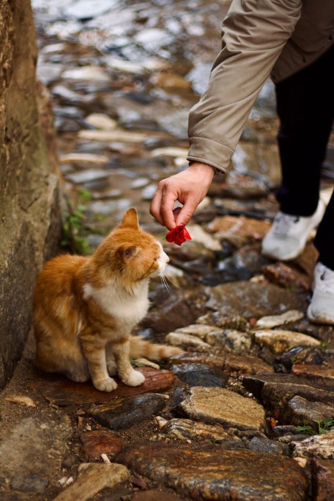 A person offers food to a cat sitting on a rustic stone path.