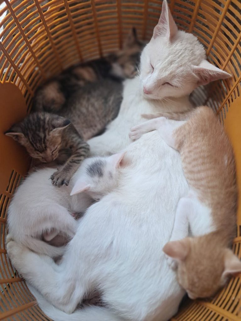 Group of cute kittens sleeping peacefully in a cozy basket.