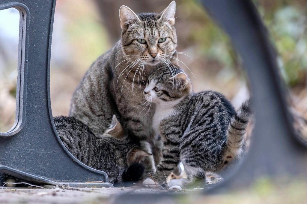A tabby cat with kittens nestled under an outdoor structure, showcasing family bond in nature.