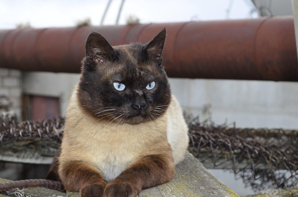 cat, siamese cat, the owner, cat looks, nature, house cat, animals, pet, blue eyes, animal, cat face, siamese cats, beautiful cat, cute, cat eyes, cat's eye, kitty, eyes