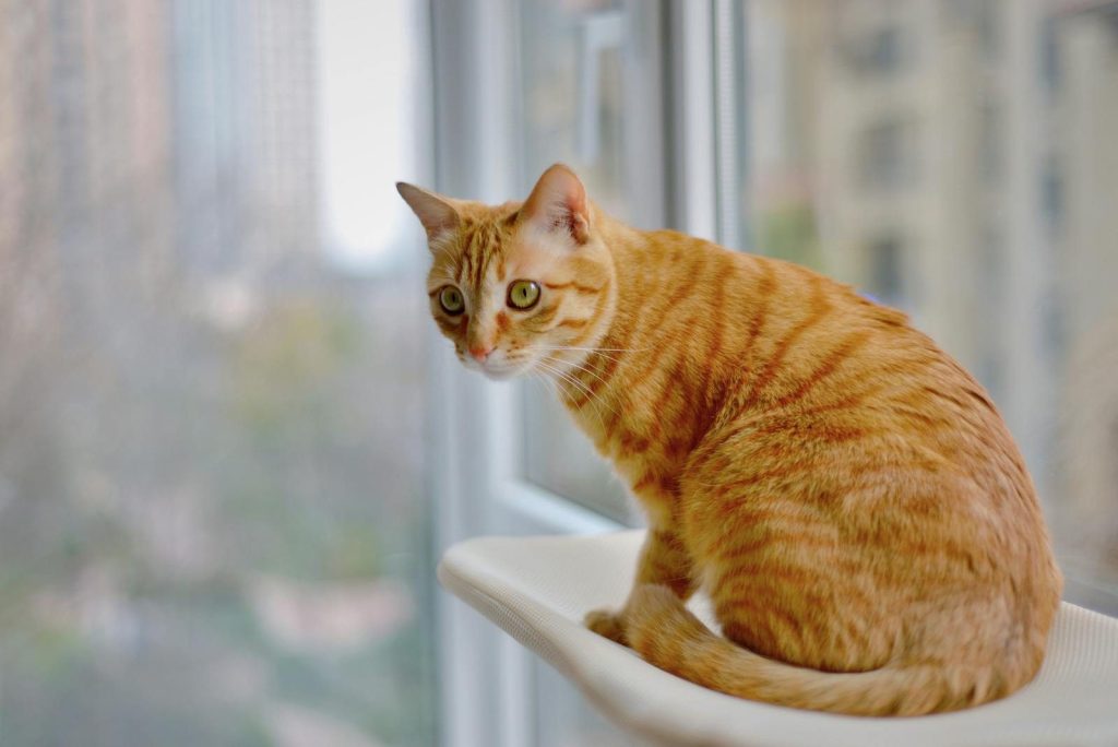 Adorable ginger tabby cat sitting on a window perch looking outside.