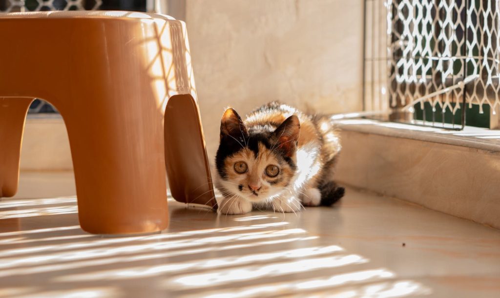A calico kitten playfully hides under furniture in bright sunlight indoors.