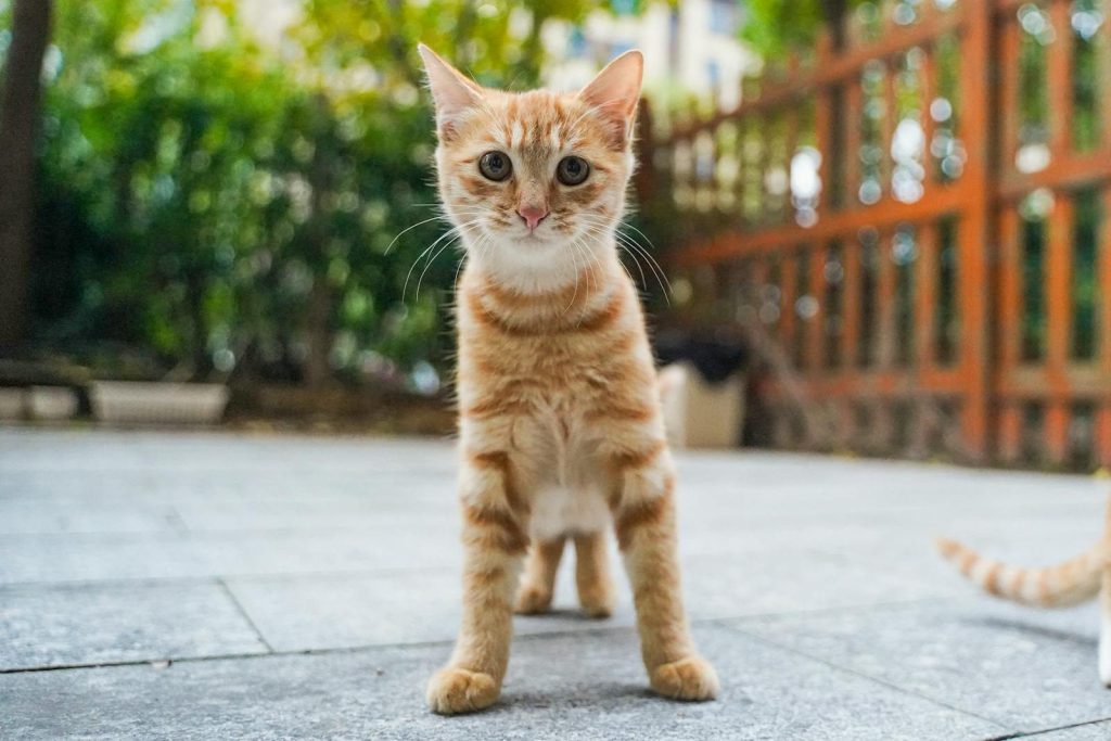 Charming ginger kitten standing outdoors, showcasing its playful nature in a sunlit garden.
