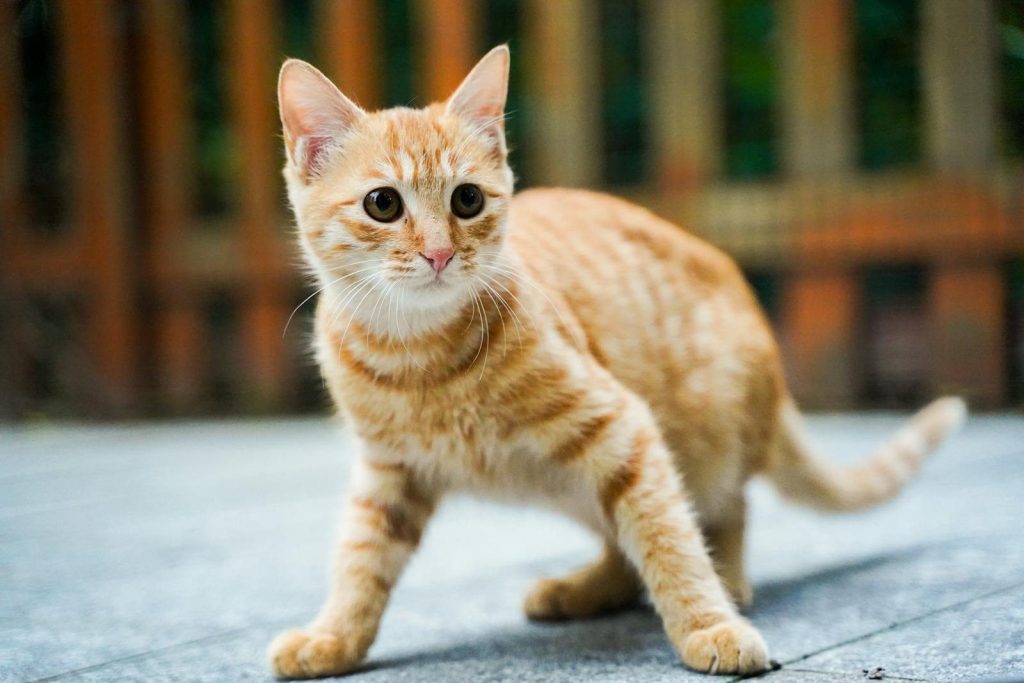 Adorable ginger kitten exploring an outdoor space with a curious gaze.