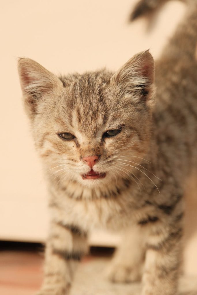 Adorable tabby kitten with a curious and playful expression in natural lighting.
