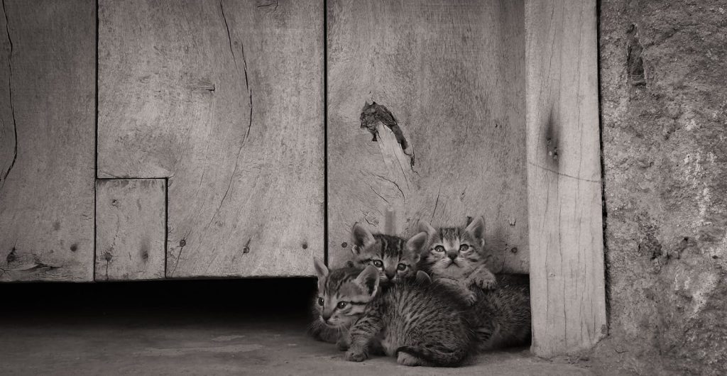 A group of kittens nestled together by a rustic wooden door, exuding warmth and charm.