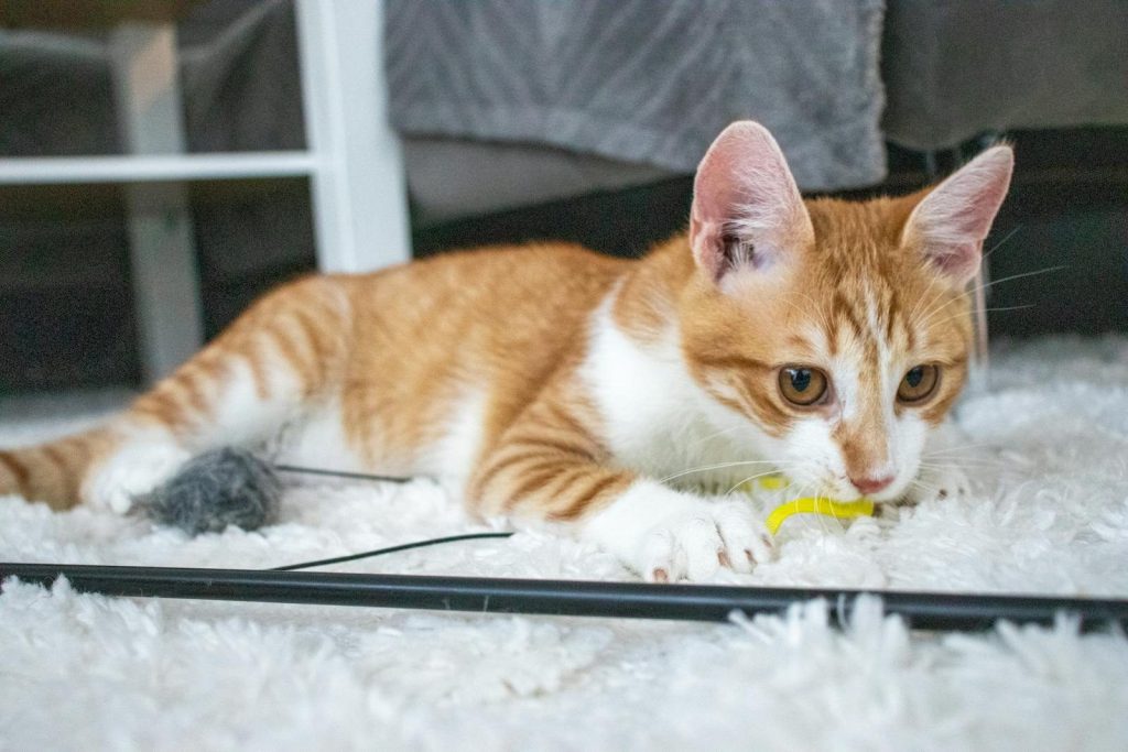 Adorable ginger kitten playing with a yellow toy on a fluffy white carpet indoors.