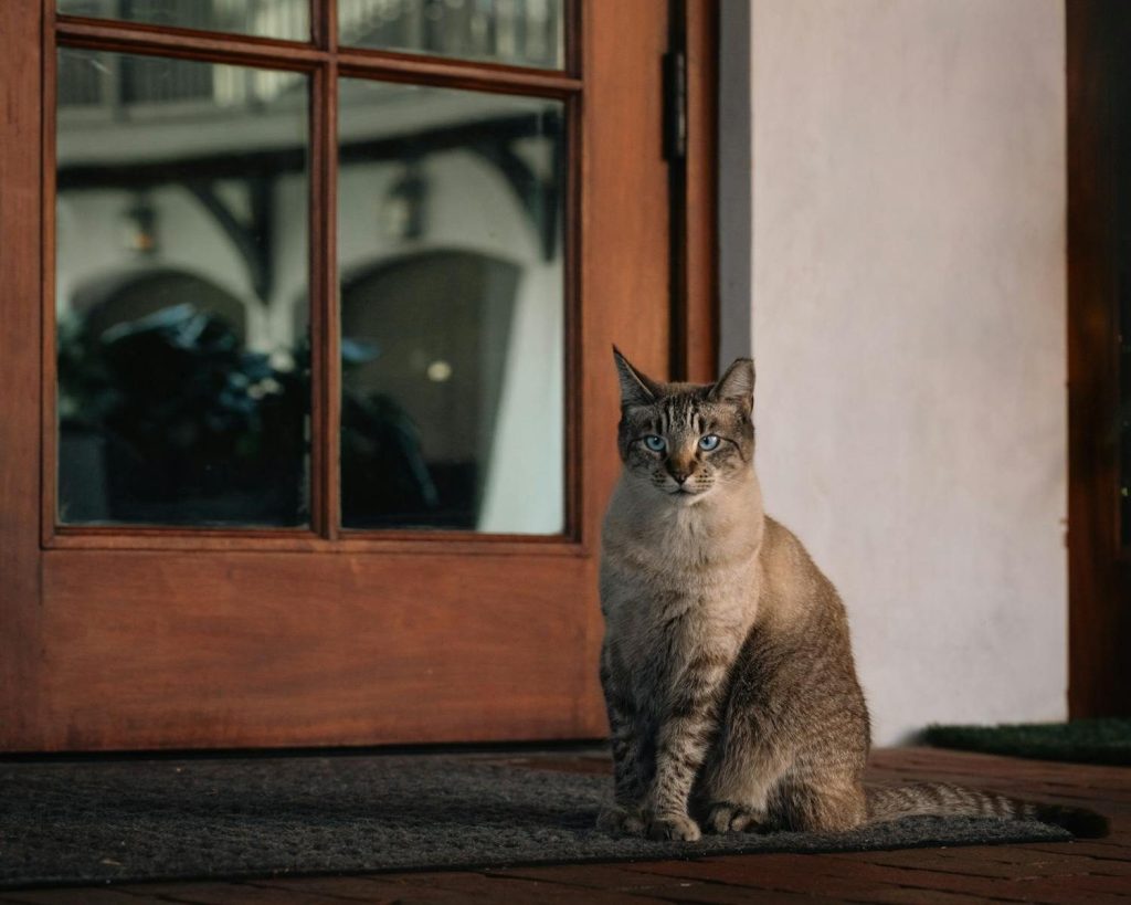 Siamese cat with blue eyes sitting peacefully on a porch.