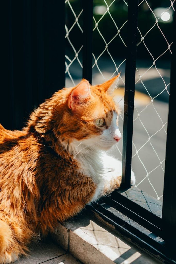 Ginger cat gazes outside through a window on a bright, sunny day.