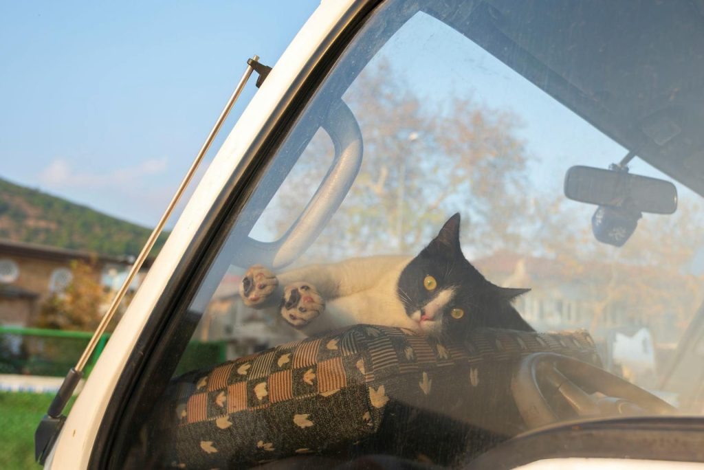 Playful black and white cat lounging inside a car on a sunny day.
