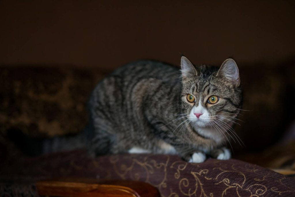 A focused view of a tabby cat sitting attentively on a patterned brown sofa.