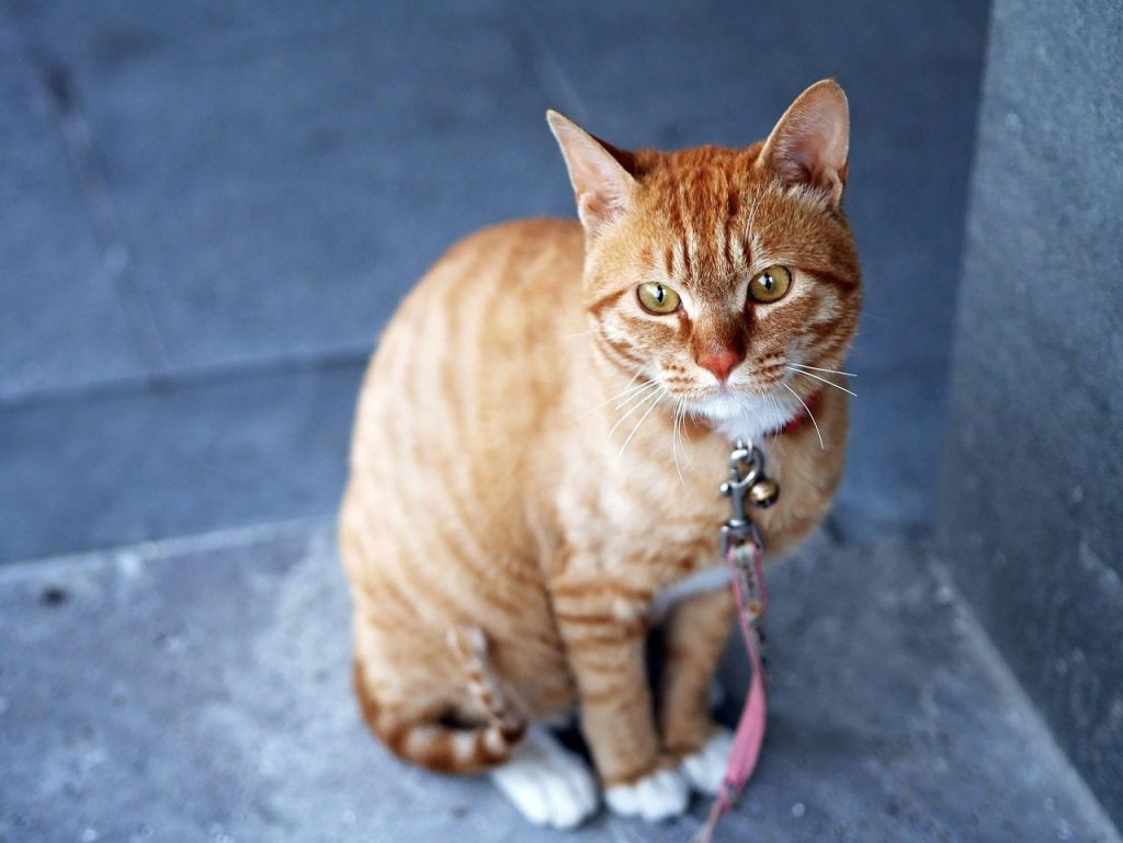cat, pet, animal, tabby cat, domestic cat, feline, nature, mammal, cute, adorable, portrait, orange tabby, orange cat