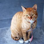 cat, pet, animal, tabby cat, domestic cat, feline, nature, mammal, cute, adorable, portrait, orange tabby, orange cat