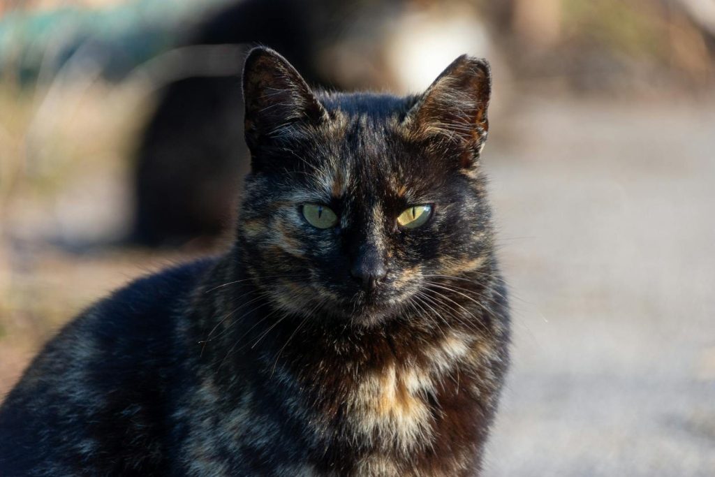 A close-up portrait of a tortoiseshell cat with green eyes enjoying the sunlight outdoors.