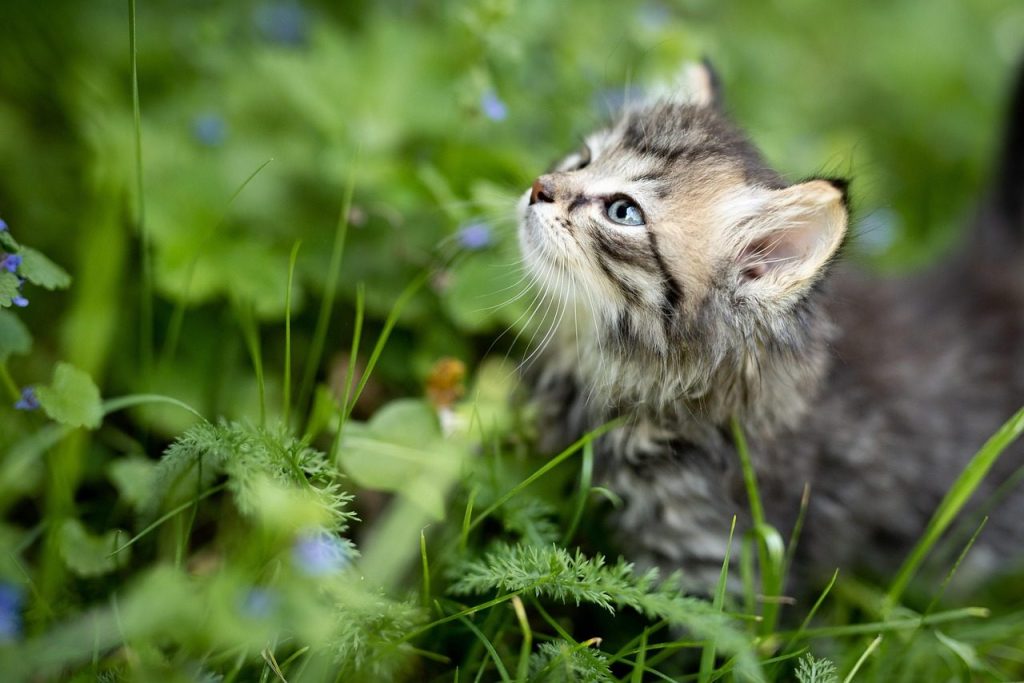 animal, kitten, cat, pet, nature, kitty, outdoors, garden, grass, feline, kitten, kitten, kitten, kitten, kitten, cat, cat, cat, kitty