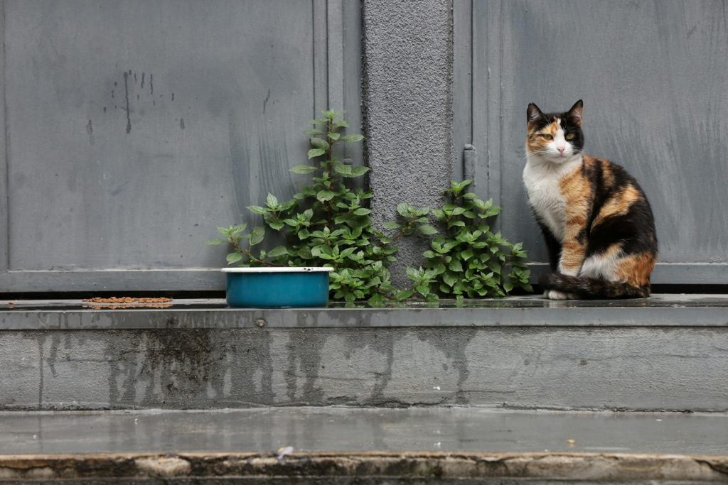 A calico cat sits beside a gray wall with a bowl and greenery on a ledge.