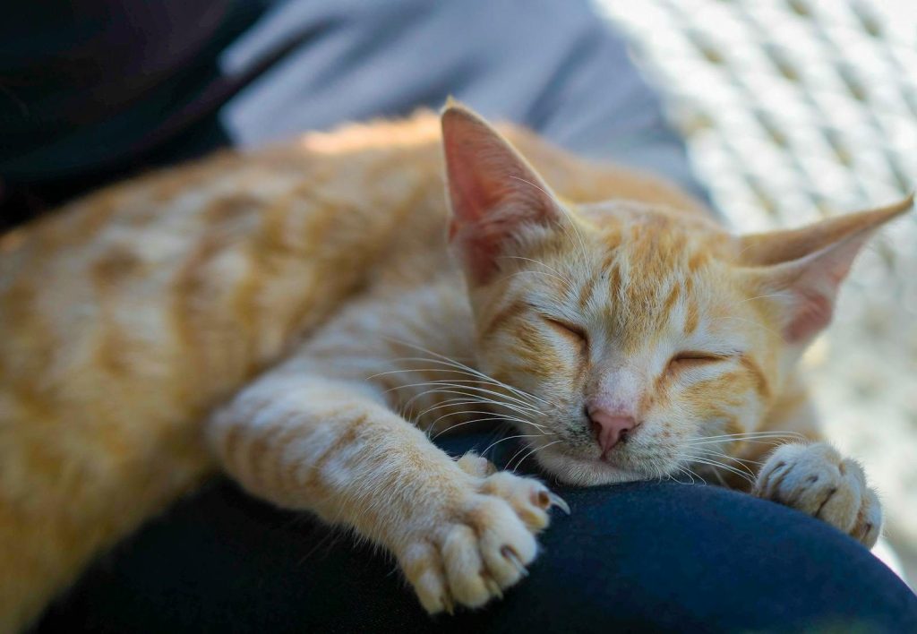 Ginger cat sleeping peacefully, showcasing cute and cozy pet moments indoors.