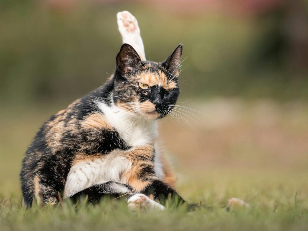 A calico cat lounging on grass in an outdoor setting with blurred background, showcasing its colorful coat.