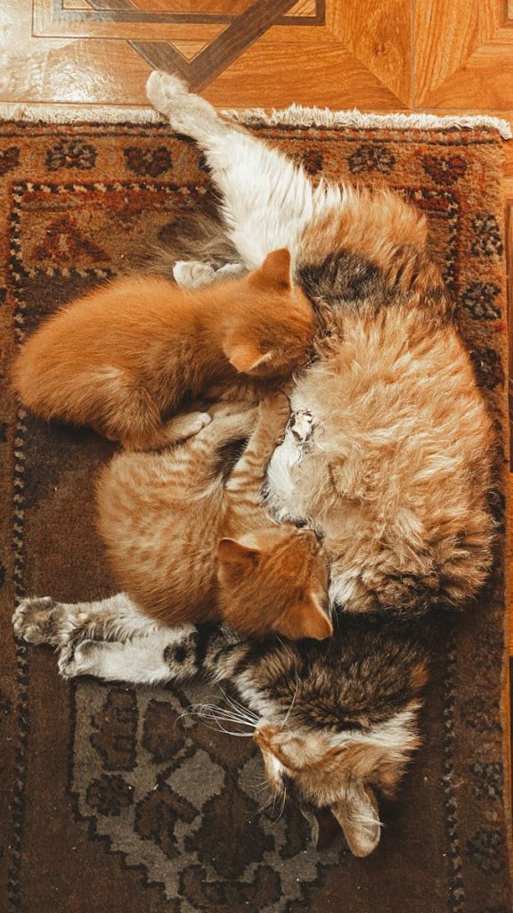 A mother cat tenderly cuddling her kittens on a patterned rug indoors.