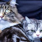 Charming close-up of a Maine Coon and a Shorthair cat with striking green eyes, showcasing feline expressions.