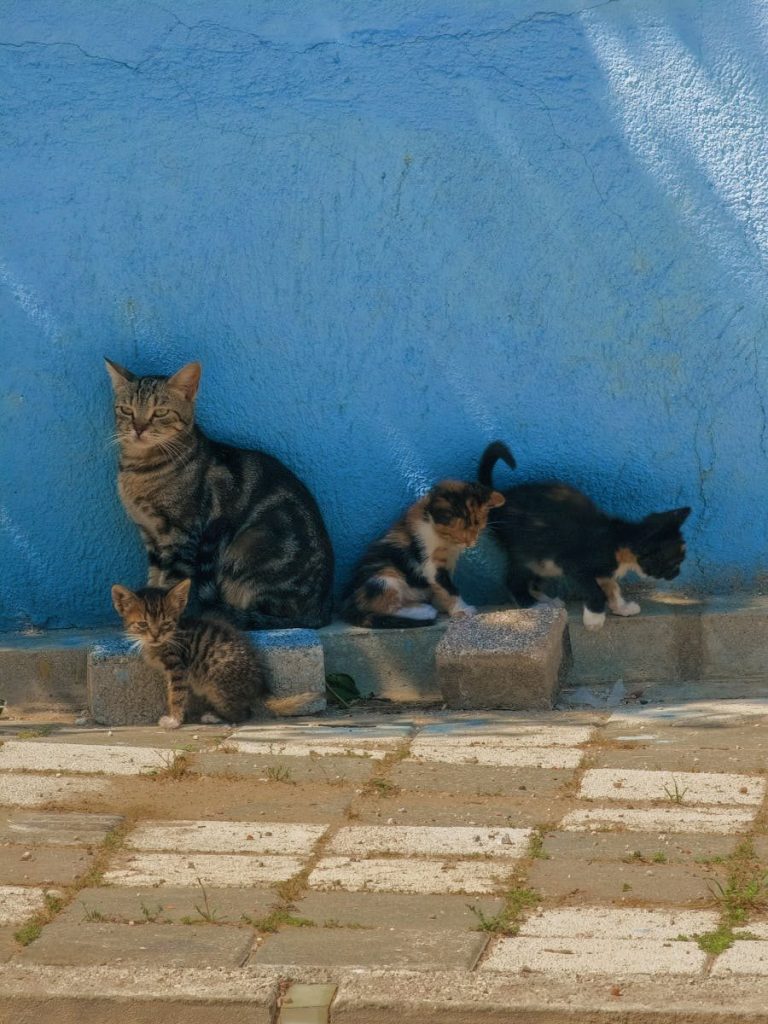 Four adorable kittens with their mother cat resting near a blue wall.