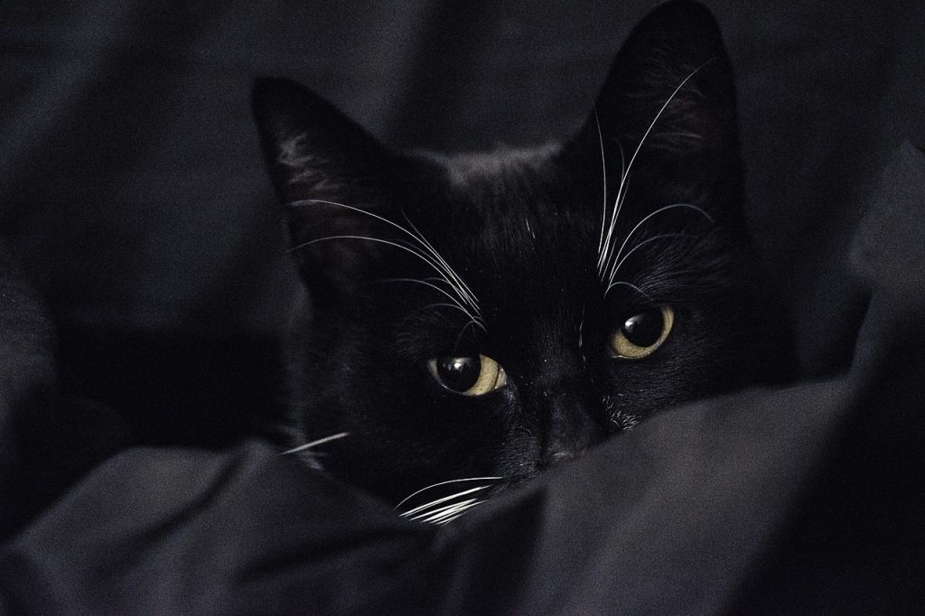 black-and-white cat, bicolor cat, low key, low key photography, cat eyes, shy cat, contrast photography, looking, bicolor cat, bicolor cat, low key, low key, low key, low key, low key, shy cat