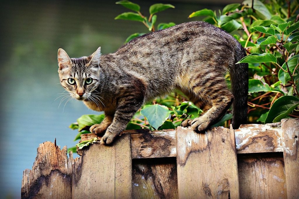 cat, pet, feline, animal, fur, whiskers, kitty, domestic, nature, domestic cat, cat portrait, animal world, fence
