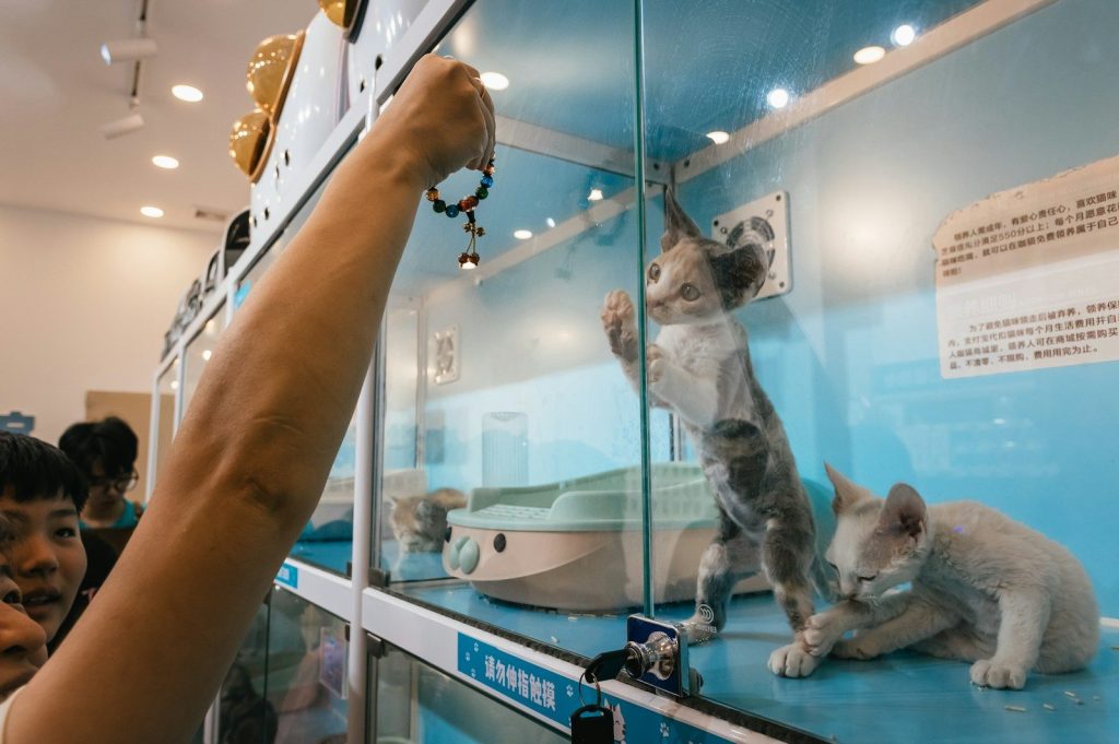 People are looking at playful kittens in a display case.