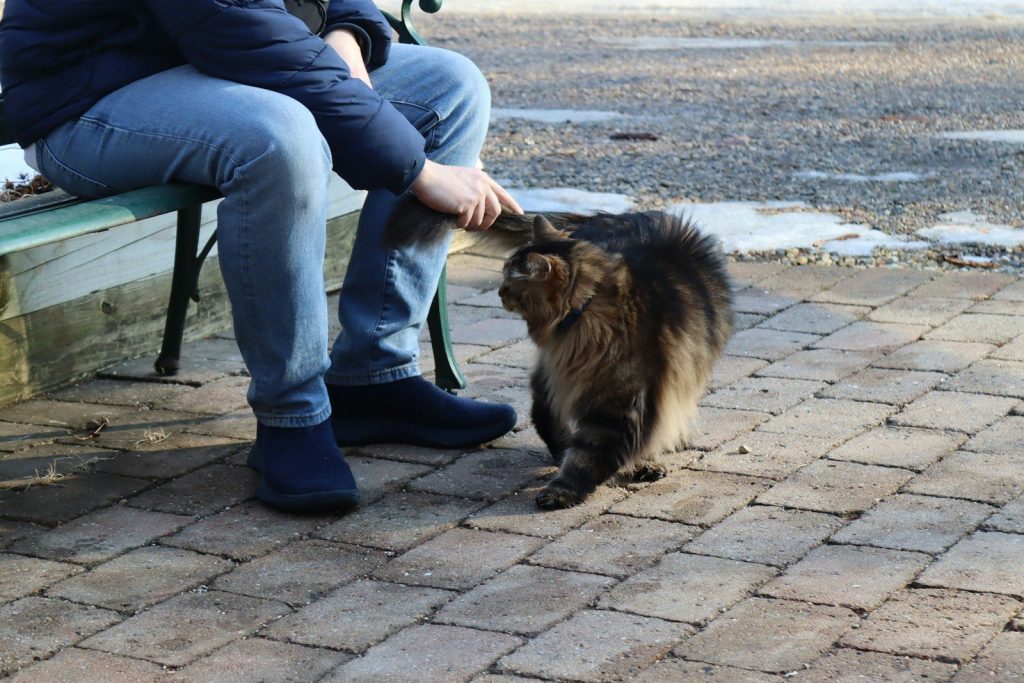 A person petting a fluffy cat on a brick patio.
