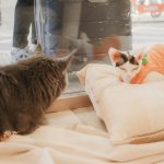 Two cats looking out a window on pillows.